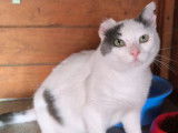 Risto, chat à adopter en association