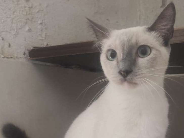 Sansa, chatte à adopter en association