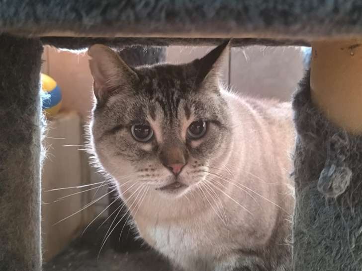 Sim, chat à adopter en association