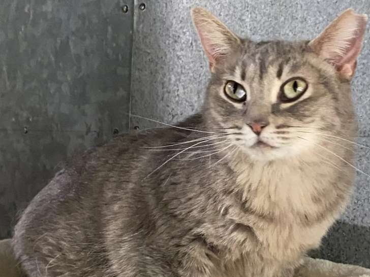 Sophie, chatte de type Européen à adopter en association