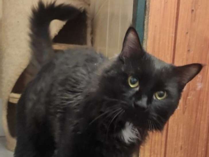 Yao, chat à adopter en association