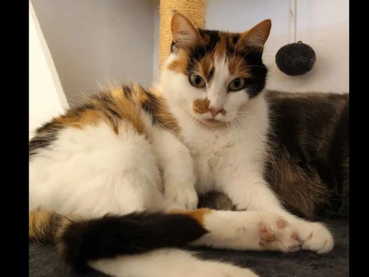 À la recherche d’un foyer : chaton femelle tricolore de 11 mois