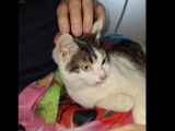 Prêt pour l’adoption : chat tigré blanc de 2 ans