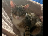 Adoption disponible : chaton femelle tigré blanc de 8 mois