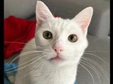 Disponible à l’adoption : chat blanc d’un an