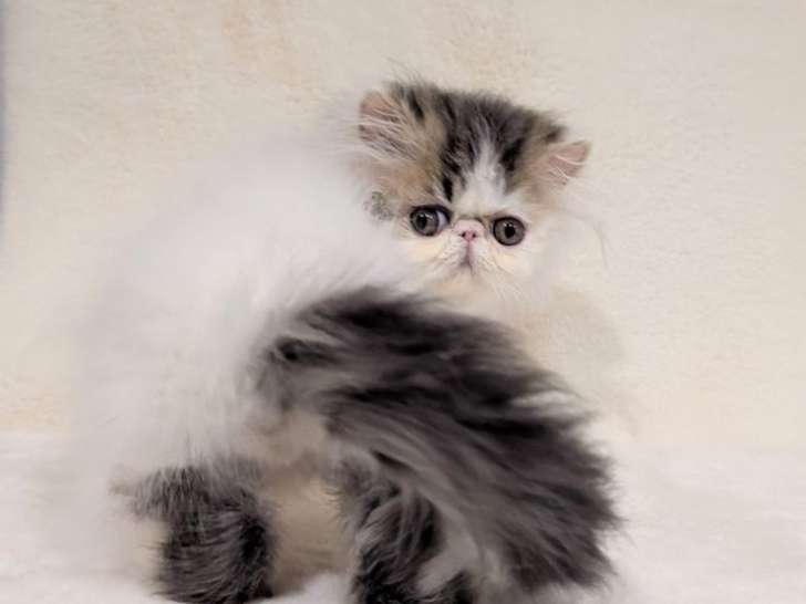 1 chaton mâle Persan LOOF à vendre