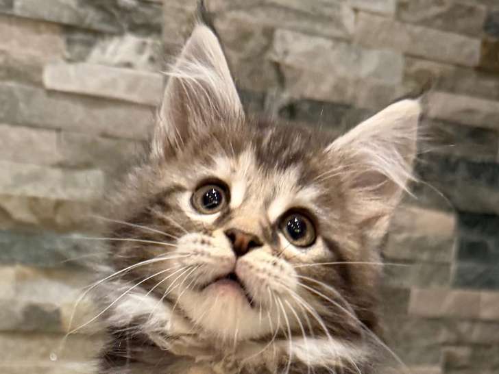 Chatons Maine Coon LOOF à vendre