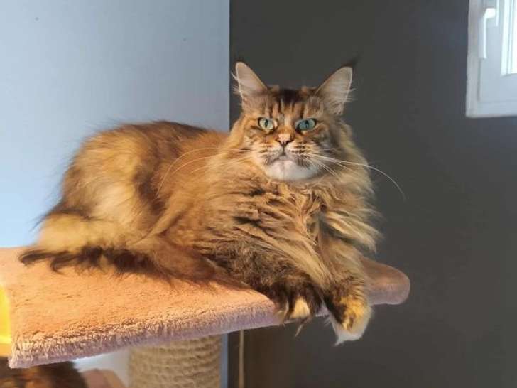 Une chatte Maine Coon LOOF née en juin 2022 à vendre
