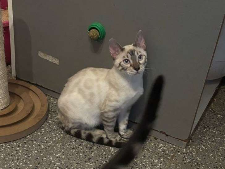 Vente d'un chaton mâle Bengal LOOF snow lynx