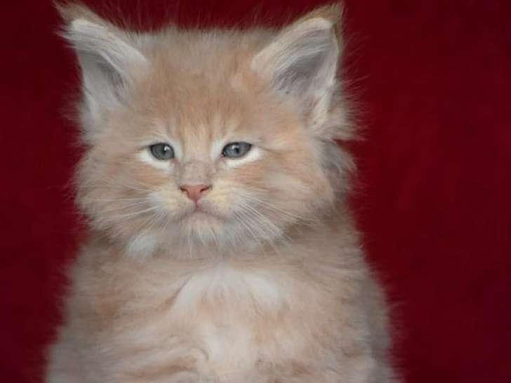 Réservation ouverte pour un chaton mâle Maine Coon LOOF crème, né en décembre 2025