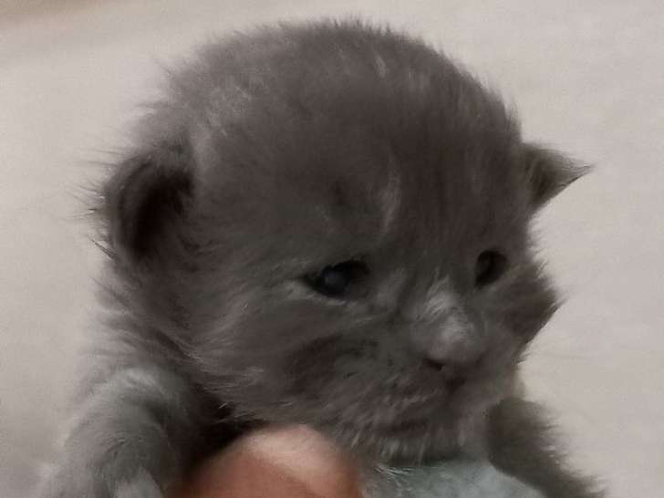 3 chatons mâles Maine Coons LOOF à réserver