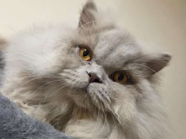 Un chaton mâle Highland Straight LOOF à vendre, lilas yeux or, né en avril 2025