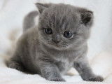 2 chatons femelles British Shorthairs LOOF à réserver, bleue et lilas, nées en janvier 2026