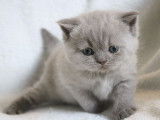 2 chatons femelles British Shorthairs LOOF à réserver, bleue et lilas, nées en janvier 2026