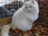 Disponible pour saillie, un chat Ragdoll LOOF