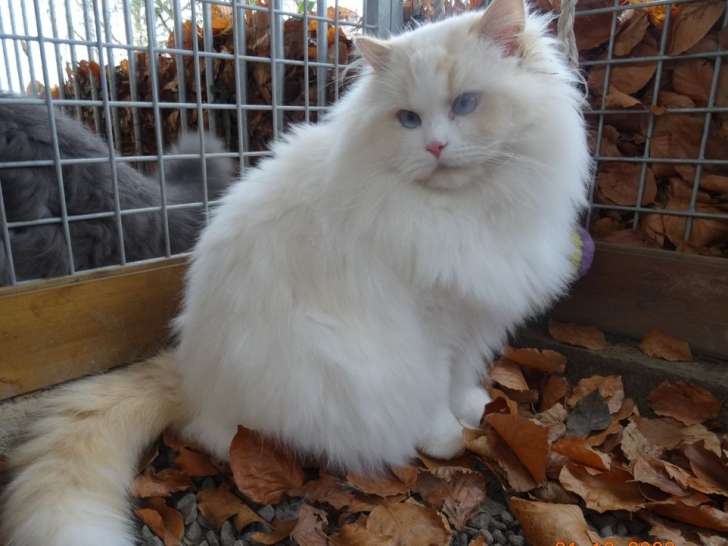 Disponible pour saillie, un chat Ragdoll LOOF