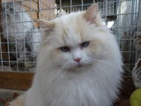 Disponible pour saillie, un chat Ragdoll LOOF