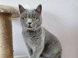 Une chatte British Shorthair LOOF à vendre