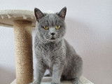 Une chatte British Shorthair LOOF à vendre