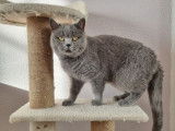 Une chatte British Shorthair LOOF à vendre