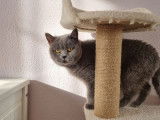 Une chatte British Shorthair LOOF à vendre