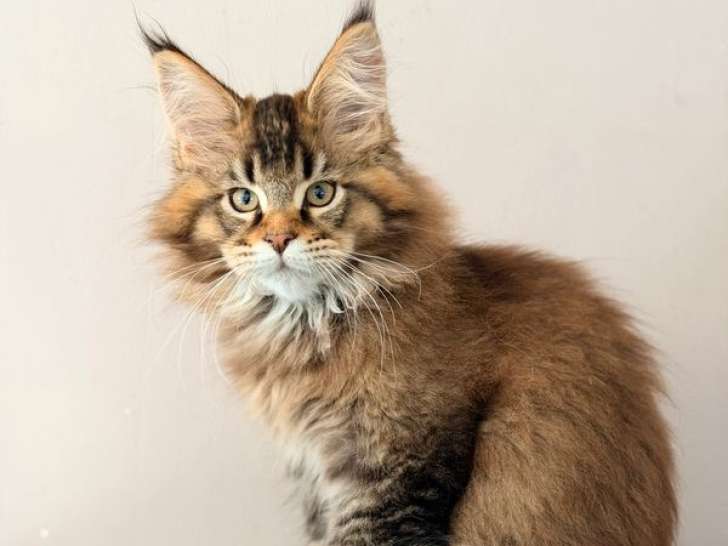 3 chatons mâles Maine Coons LOOF à vendre, nés en 2025