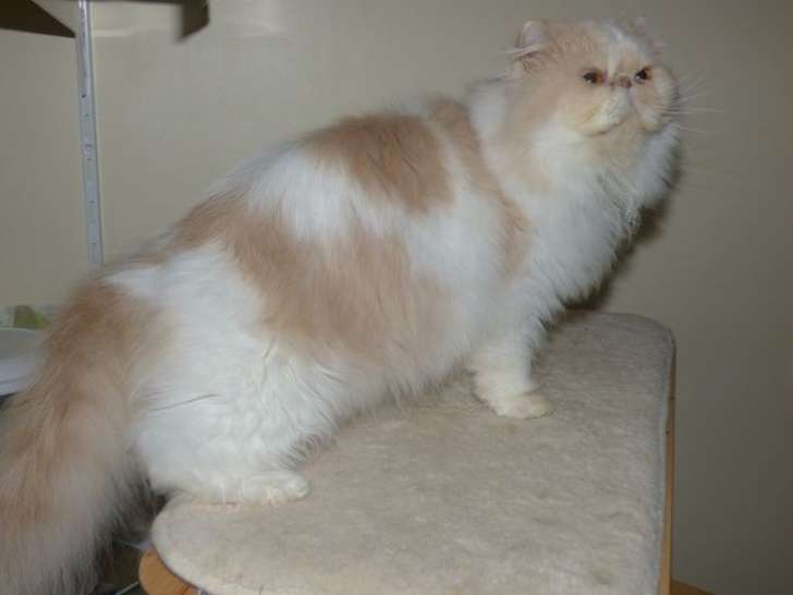 Un chat Persan LOOF né en 2019 à vendre