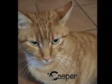 Casper, chat en adoption SOS via association