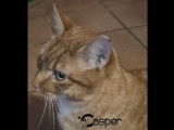 Casper, chat en adoption SOS via association