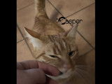 Casper, chat en adoption SOS via association