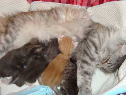 Craquants chatons Norvégiens LOOF à réserver