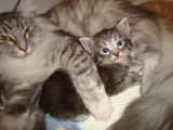BB black silver et maman le 18/02