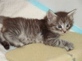 Craquant chaton Norvégien LOOF à réserver!