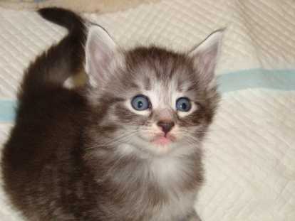 Craquants chatons Norvégiens LOOF à réserver