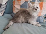 Chaton mâle Maine Coon LOOF à vendre