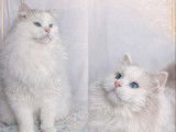 Chat Ragdoll LOOF bleu bicolore mid high white, disponible pour saillie