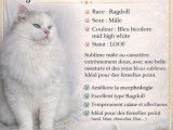 Chat Ragdoll LOOF bleu bicolore mid high white, disponible pour saillie
