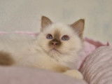 Chaton femelle Sacré de Birmanie cinnamon point LOOF, née en septembre 2025, à vendre