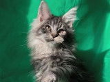 À réserver, 1 chaton Maine Coon LOOF femelle black silver née en novembre 2025