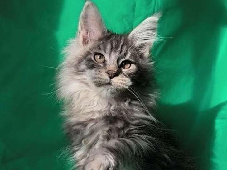 À réserver, 1 chaton Maine Coon LOOF femelle black silver née en novembre 2025