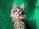 À réserver, 1 chaton Maine Coon LOOF femelle black silver née en novembre 2025