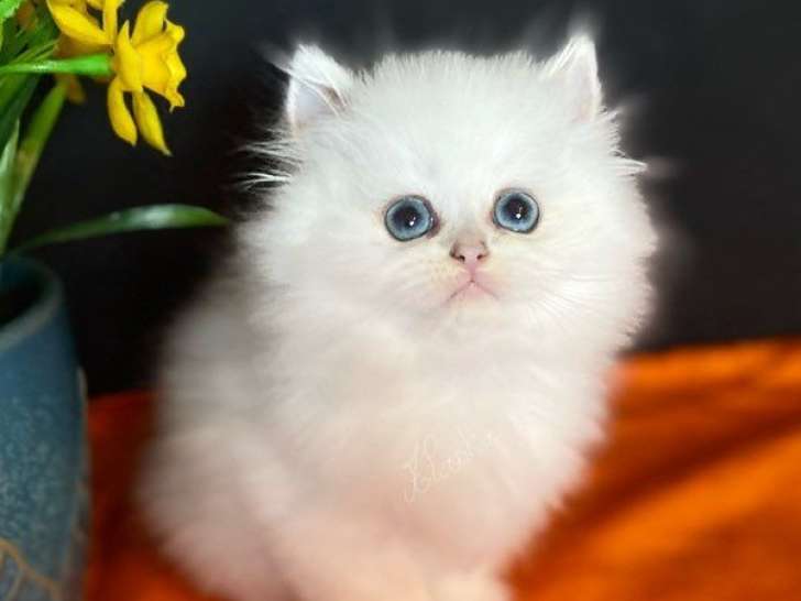 Magnifique chaton mâle British Longhair LOOF golden chinchilla point à réserver