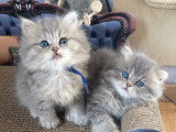 Mes blue goldens shaded Bilbou et Bounty
