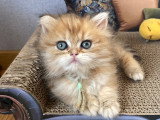 Baron black golden shaded tabby