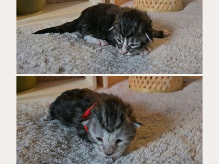 2 femelles Maine Coon LOOF à réserver, nées en janvier 2026