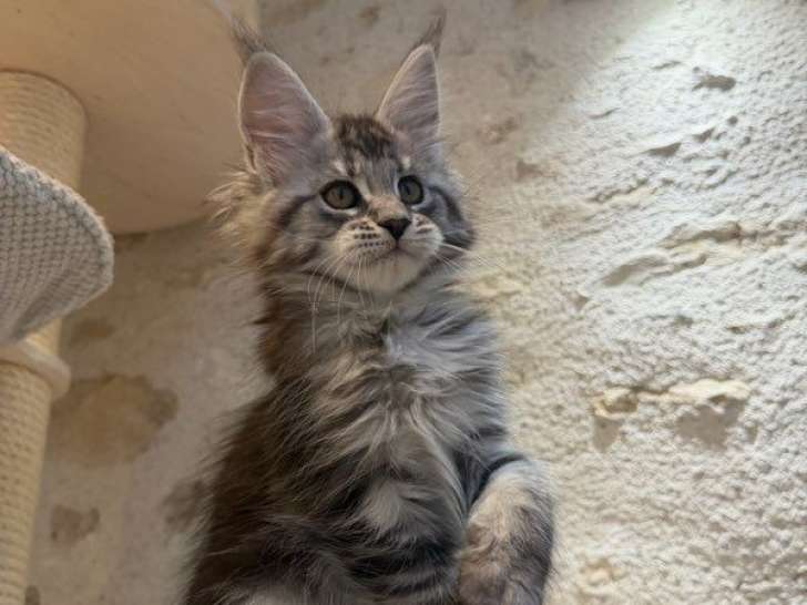 6 chatons Maine Coon LOOF femelles à vendre, nées en novembre 2025