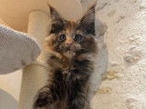 6 chatons Maine Coon LOOF femelles à vendre, nées en novembre 2025