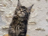 6 chatons Maine Coon LOOF femelles à vendre, nées en novembre 2025