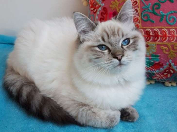 1 femelle Ragdoll seal tabby point à vendre, née en 2025