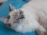 1 femelle Ragdoll seal tabby point à vendre, née en 2025